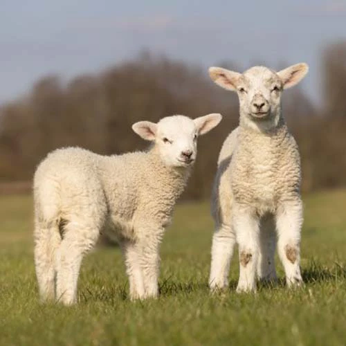 Julieta Venegas - QU� M�S DA - SINGLE