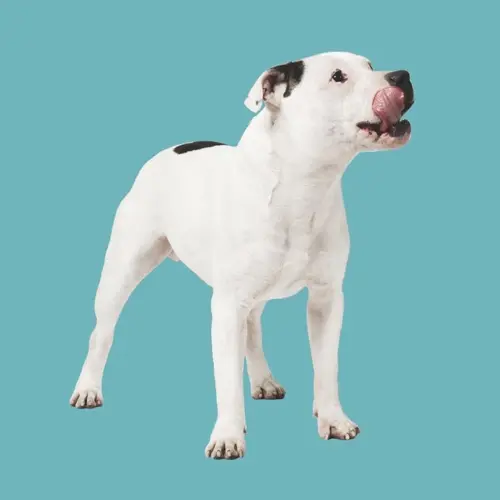 �l mat� a un polic�a motorizado - EL PERRO - SINGLE