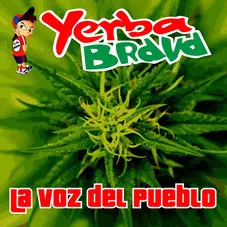 Yerba Brava - LA VOZ DEL PUEBLO