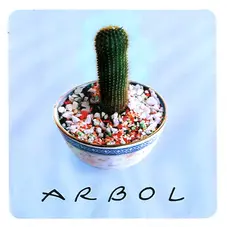 Arbol - RBOL